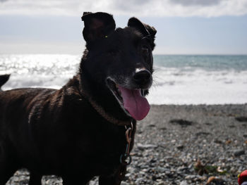 Dog looking at sea shore