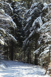 Snow covered trees in forest