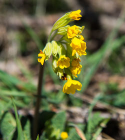 Close-up of yellow flowering plant on field