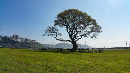 Tree against sky