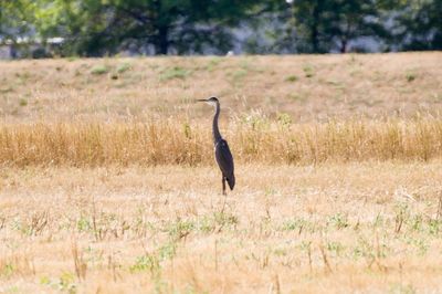 Gray heron on land during sunny day