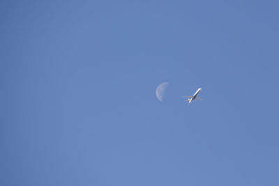 Low angle view of bird flying against blue sky