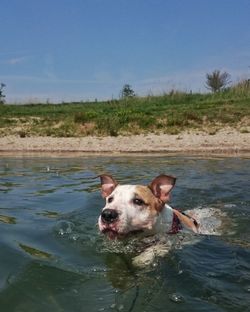 Dog on lake against sky