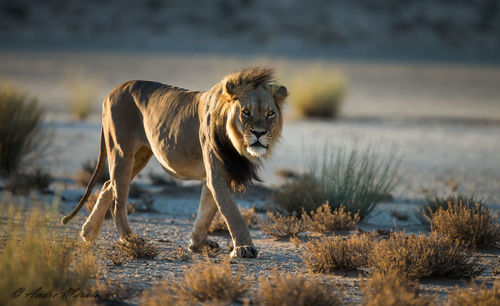 Lion against sky