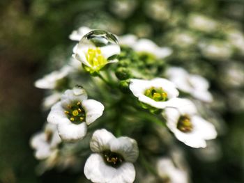 Close-up of white flowers