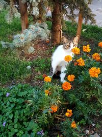 Cat on flower plant