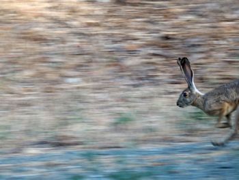 Side view of bird running in water