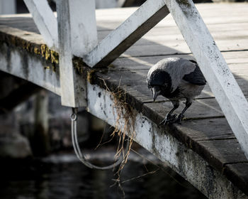 Close-up of bird perching on wood