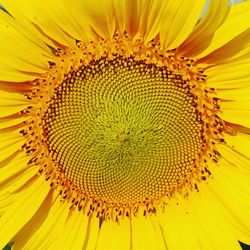 Full frame shot of yellow sunflower