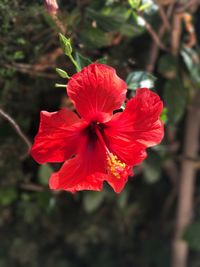 Close-up of red hibiscus blooming outdoors