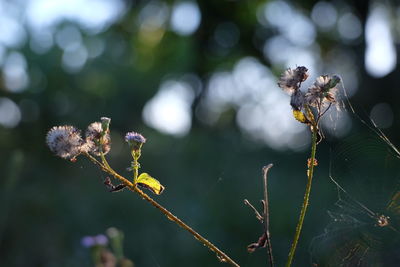 Close-up of insect on flower