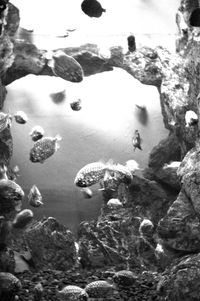 Close-up of fish in aquarium
