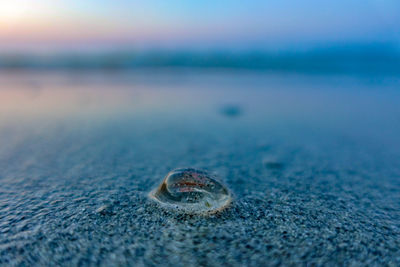 Close-up of shell on beach