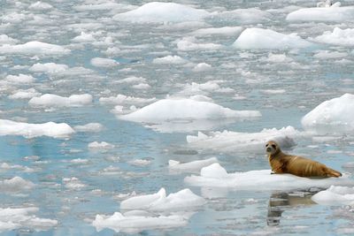 Side view of sheep in frozen water