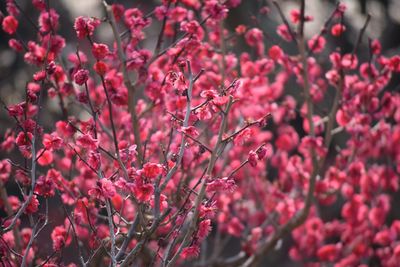 Close-up of pink flowers