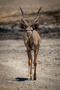 Male greater kudu approaches camera over gravel