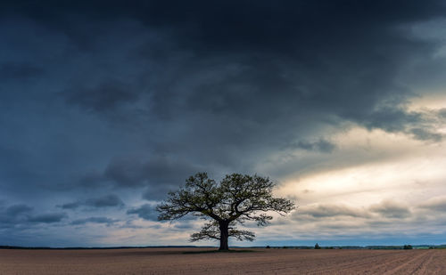 Tree on field against sky