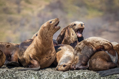 Group of sea lions on rock at sea