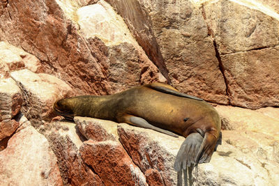 Sea lions, ballestas island, national reserve park paracas in peru. seal lying on rock.