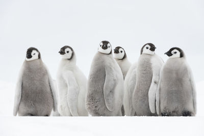 Penguins on snow covered land