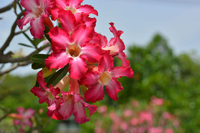 Close-up of pink flowering plant