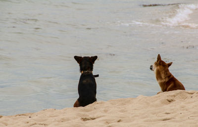Dogs on beach