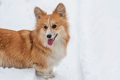 Dog looking away on snow field