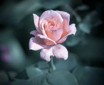 Close-up of pink rose