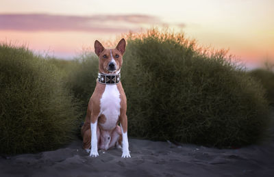 Portrait of dog running on street