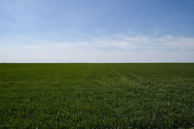 Scenic view of field against sky