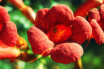 Close-up of red flowering plant