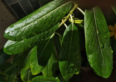 Close-up of wet leaves