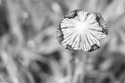 Close-up of flower against blurred background