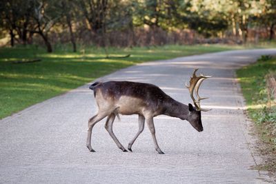 Side view of deer on footpath 