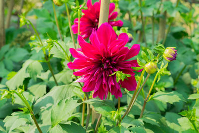 Close-up of pink flowering plant