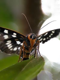 Close-up of butterfly on leaf