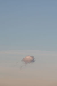 Close-up of bird flying against sky