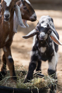 Close-up portrait of sheep on field