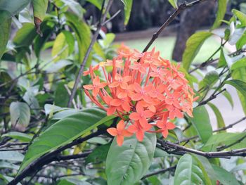 Close-up of flowers blooming outdoors