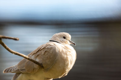 Close-up of bird