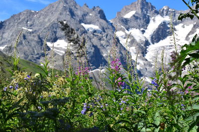 Plants and mountains against sky