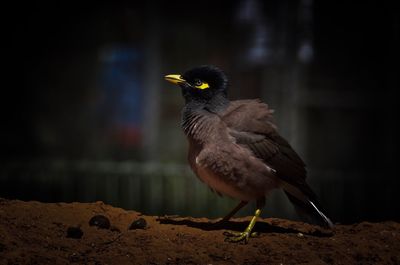 Close-up of bird perching on shore