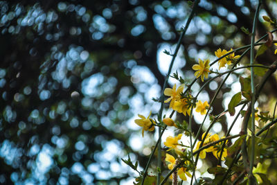 Low angle view of a tree