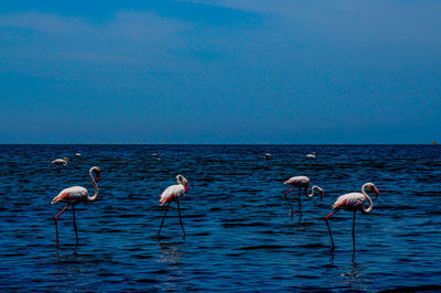 Flamingos in lake against sky