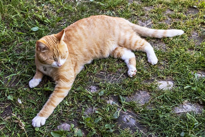 Ginger fluffy cat lies on green grass in the garden. summer time.