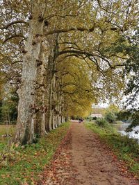 Footpath amidst trees in park during autumn