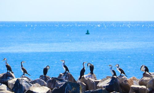 Seagulls perching on sea against clear sky