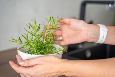 Cropped hand of woman holding potted plant