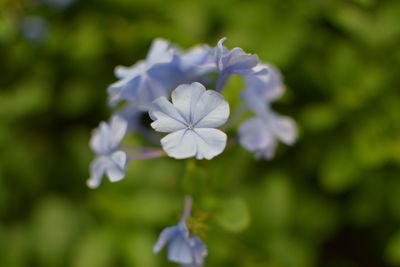 Close-up of white flowering plant