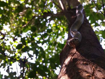 Low angle view of lizard on tree